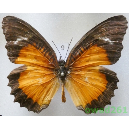 Cethosia hypsea Doubleday, 1847 Indonesia, Sumatra 62mm9